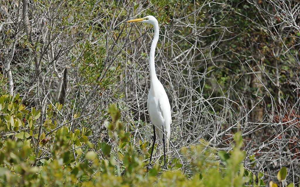 Great Egret-01