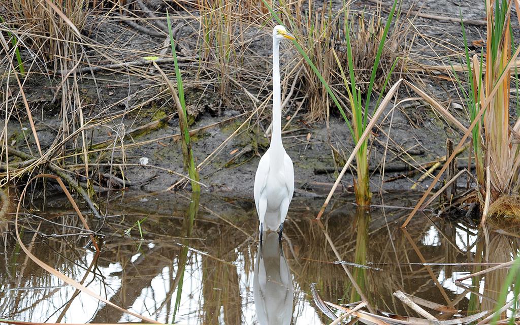 Great Egret-02