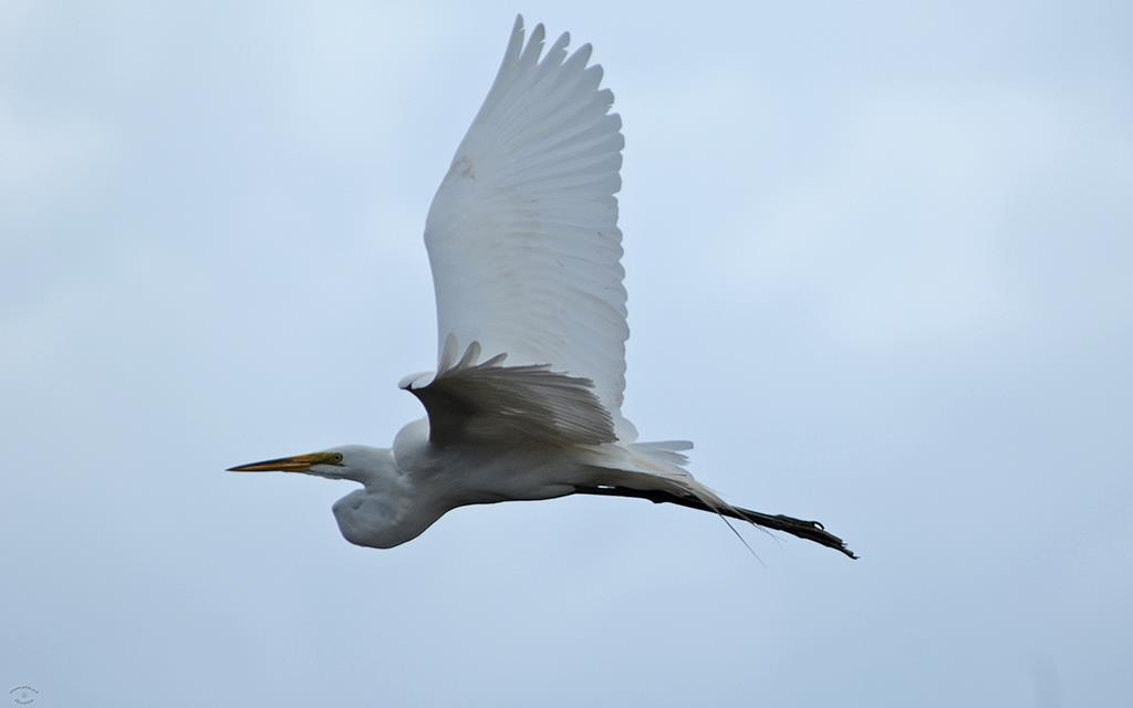 Great Egret-03