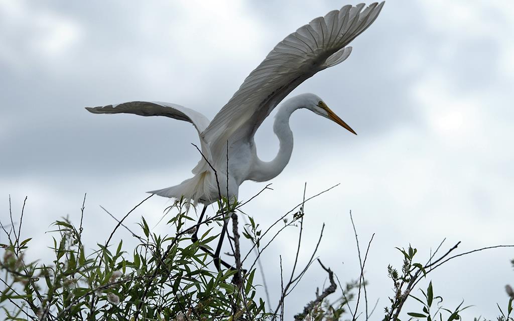 Great Egret-04