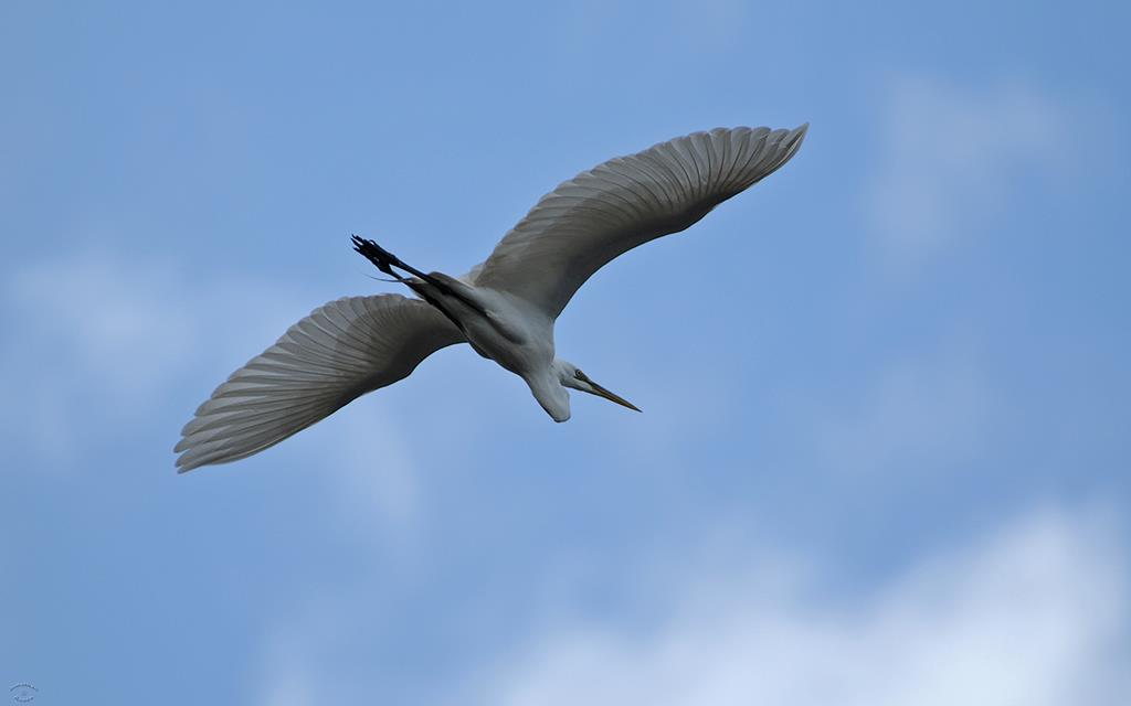 Great Egret-05