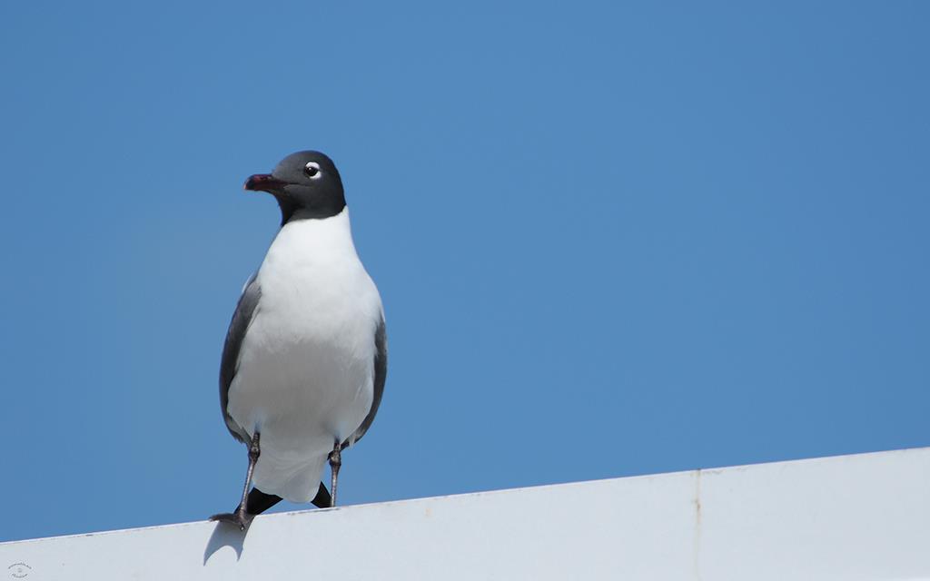 Laughing Gull-01