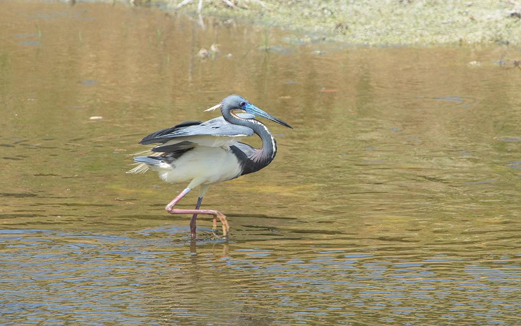 Tricolored Heron-01