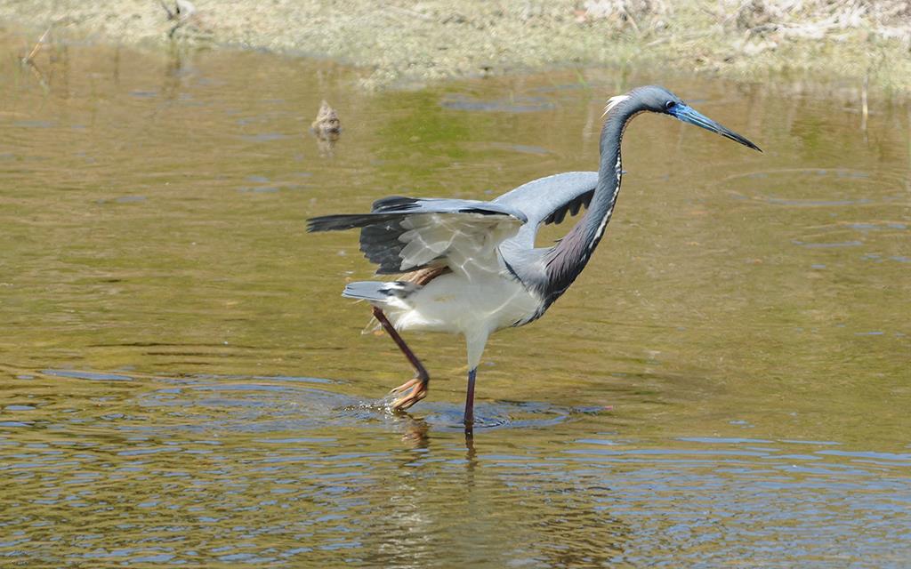 Tricolored Heron-02