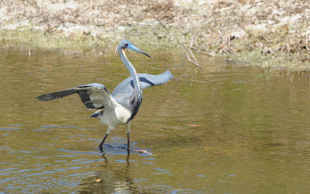 Tricolored Heron-03