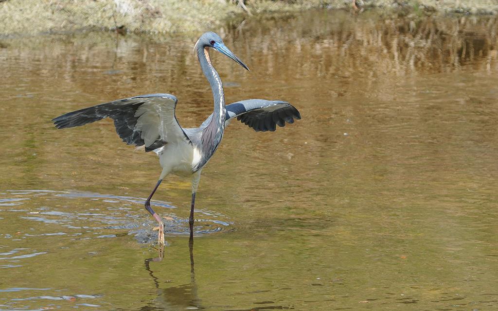 Tricolored Heron-04