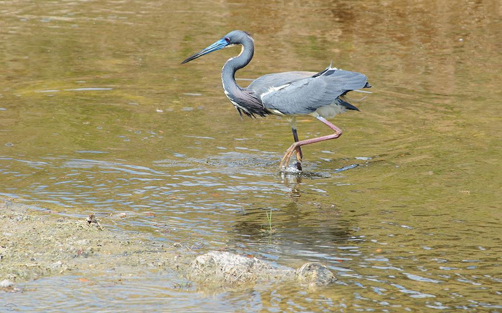 Tricolored Heron-05