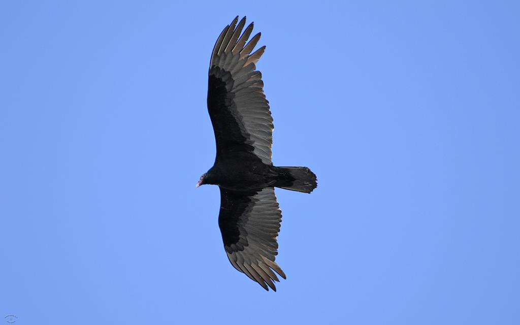 Turkey Vulture-01