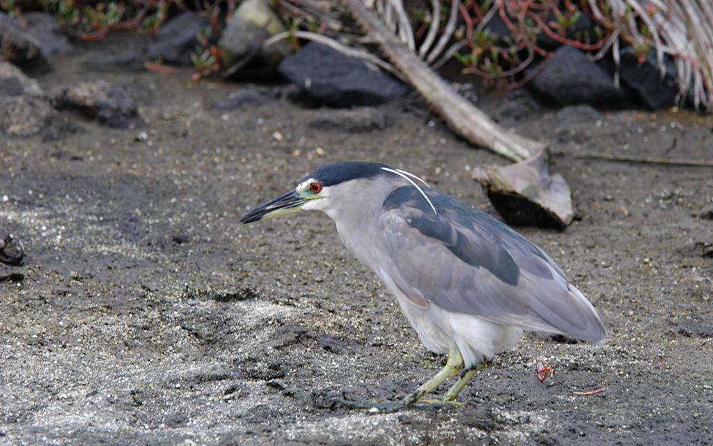 Black Crowned Night Heron