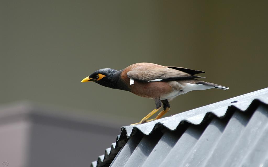 Common Myna-01