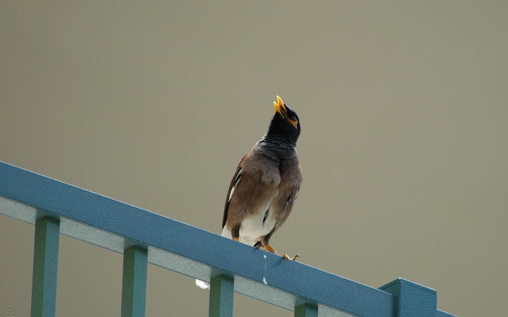 Common Myna-02