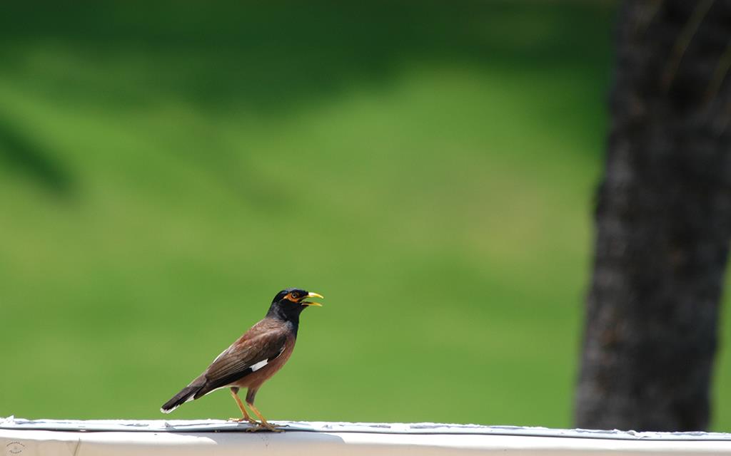 Common Myna-03