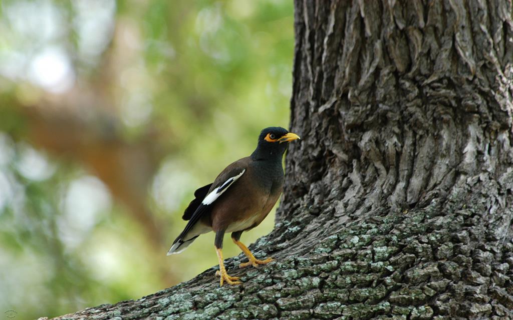 Common Myna-04