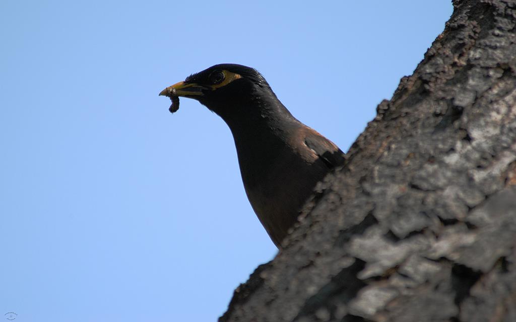 Common Myna-05