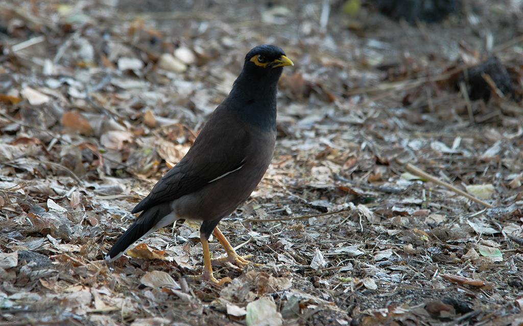 Common Myna-06