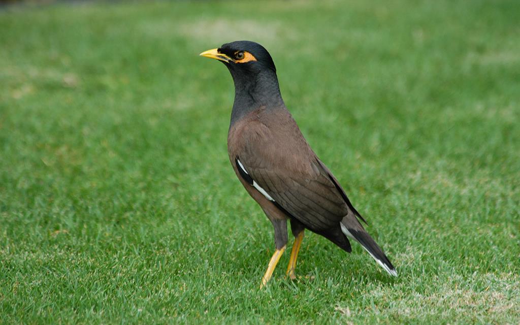 Common Myna-07