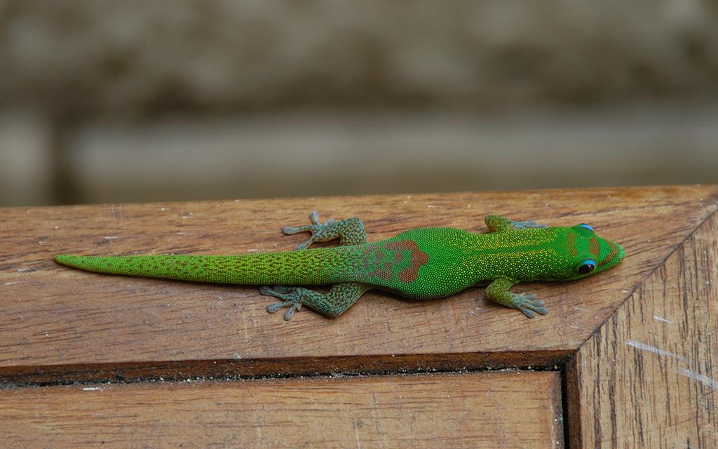 Gold Dust Day Gecko-01