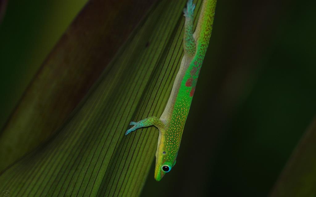 Gold Dust Day Gecko-02