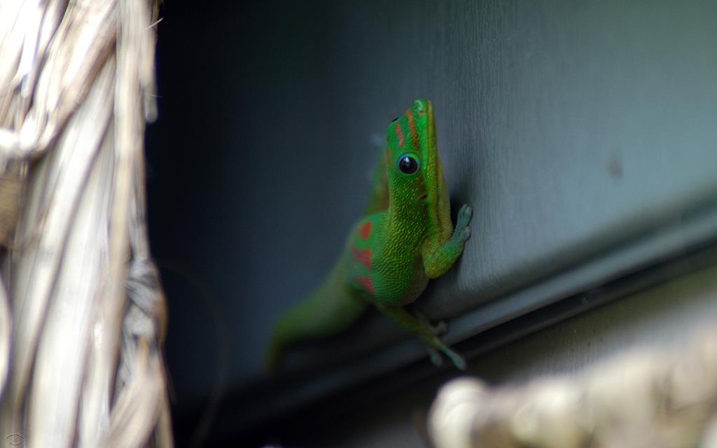 Gold Dust Day Gecko-03