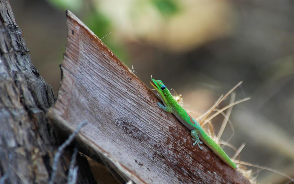 Gold Dust Day Gecko-04