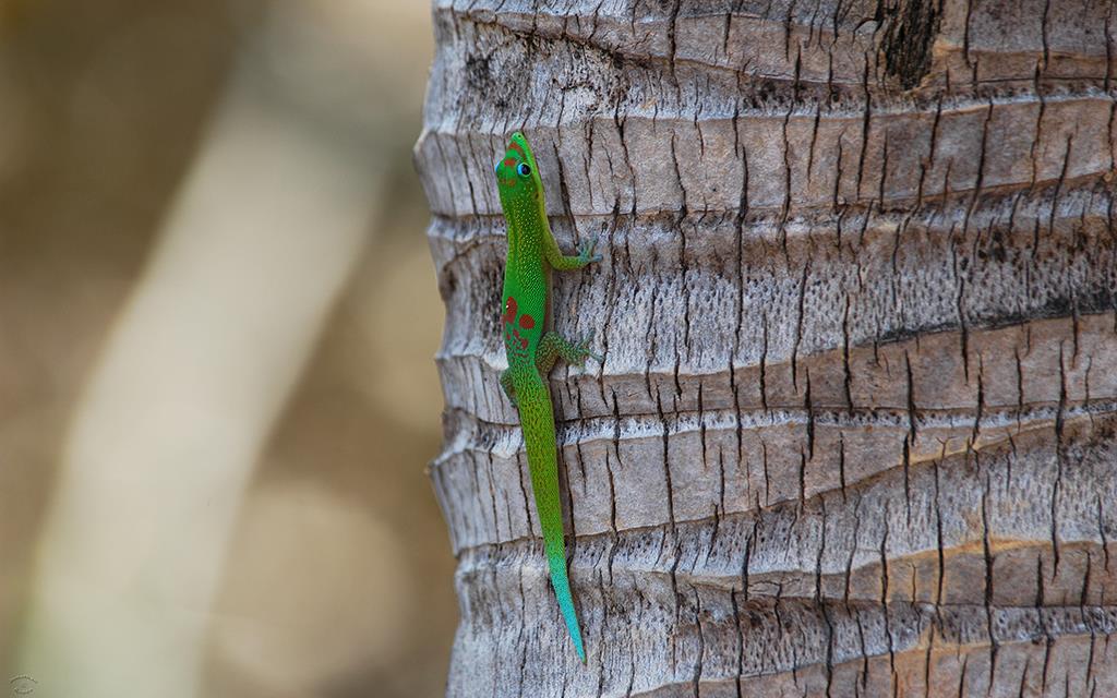 Gold Dust Day Gecko-05