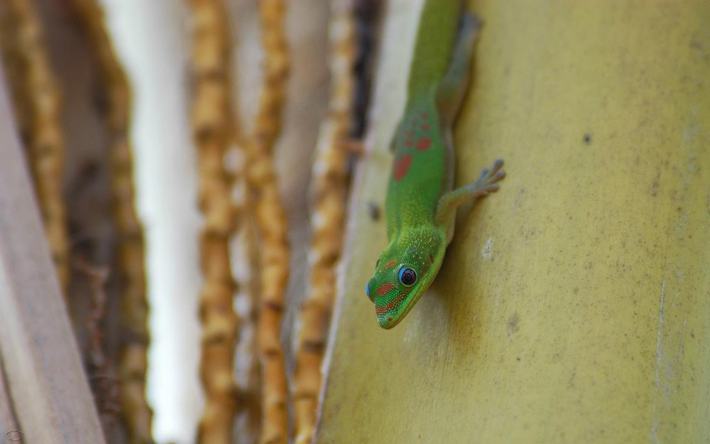 Gold Dust Day Gecko-06