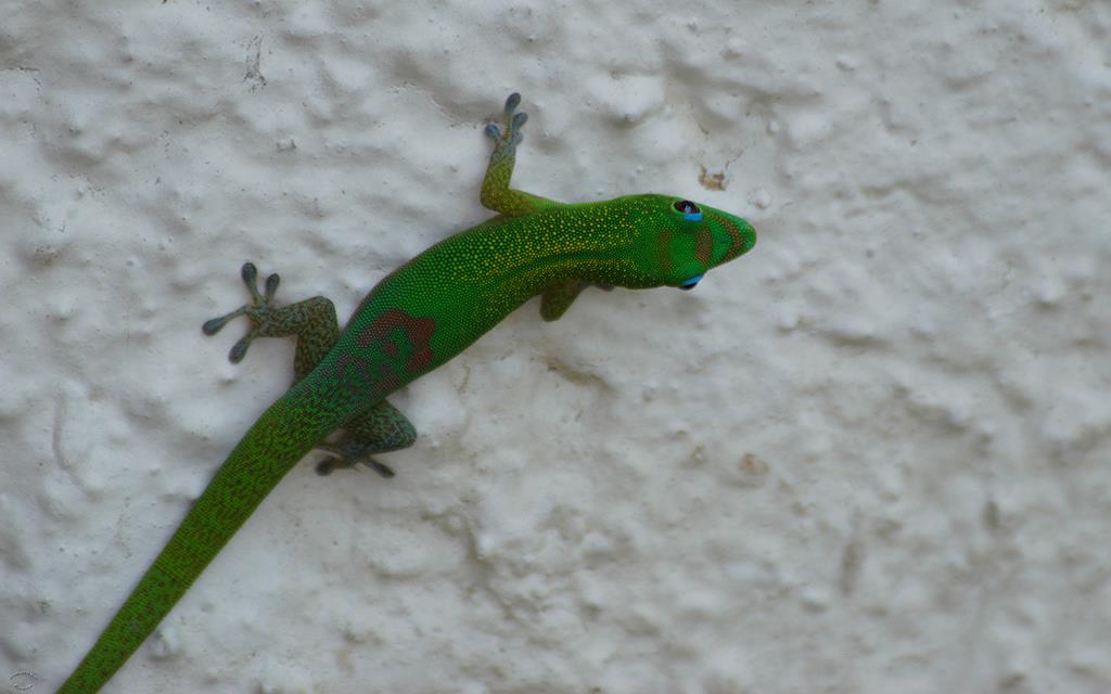 Gold Dust Day Gecko-07