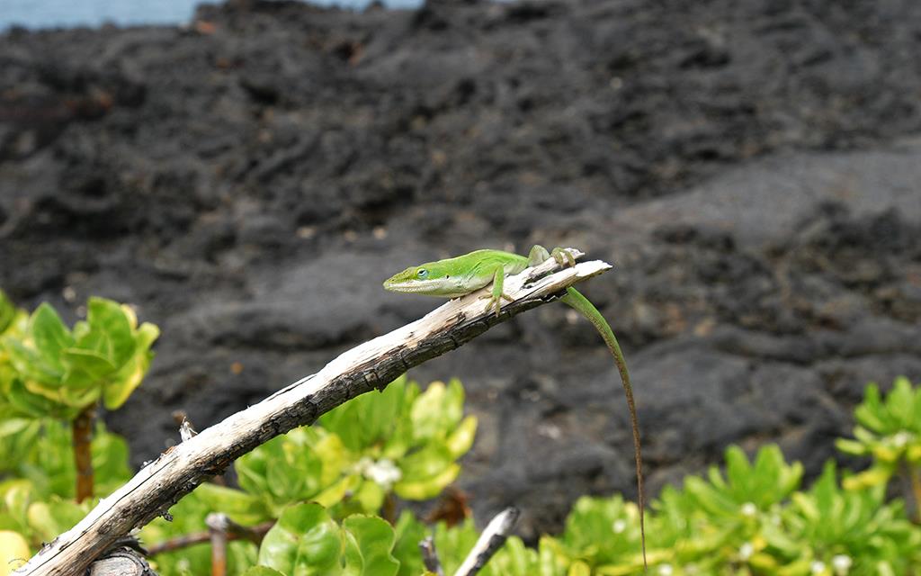 Green Anole-01