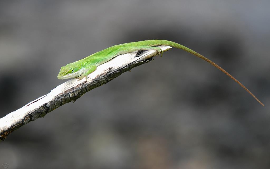 Green Anole-02