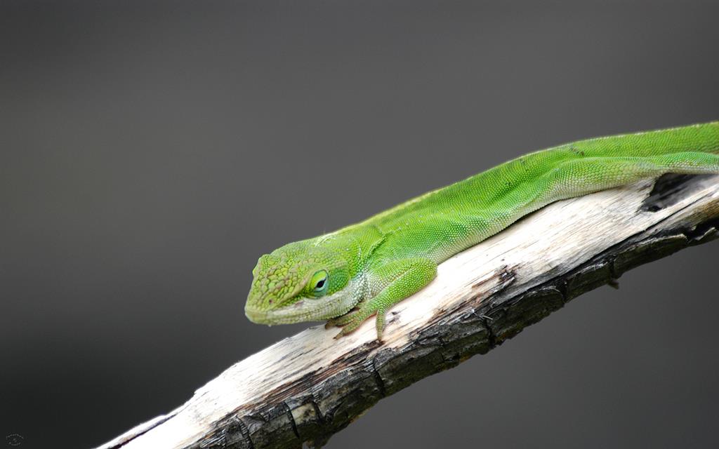 Green Anole-03