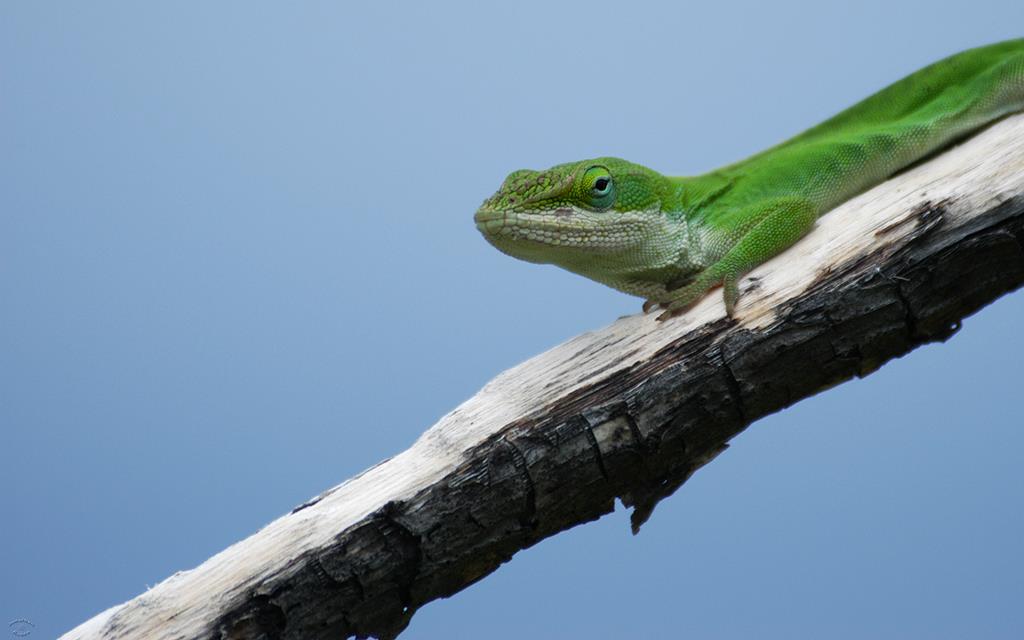 Green Anole-04