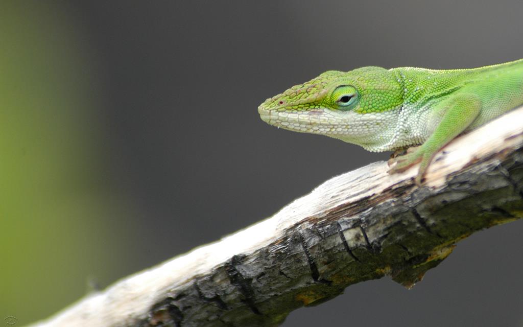 Green Anole-05