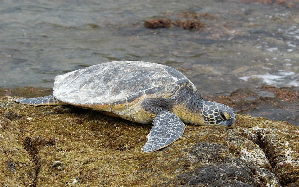 Green Sea Turtle-03