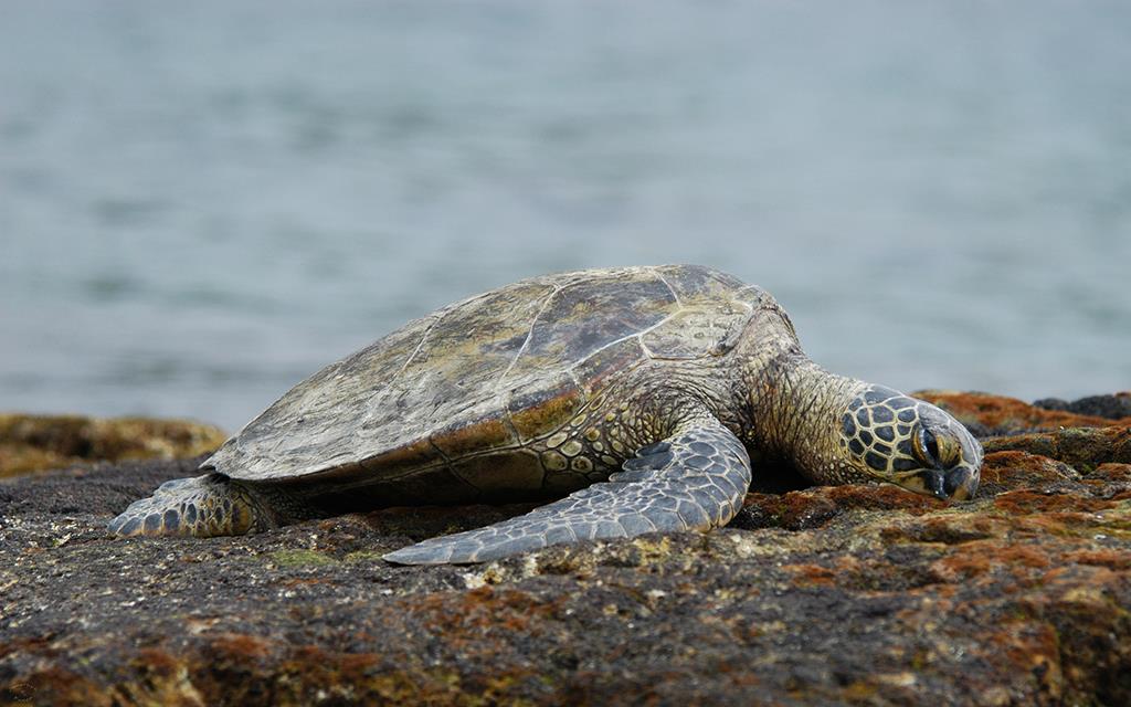 Green Sea Turtle-05