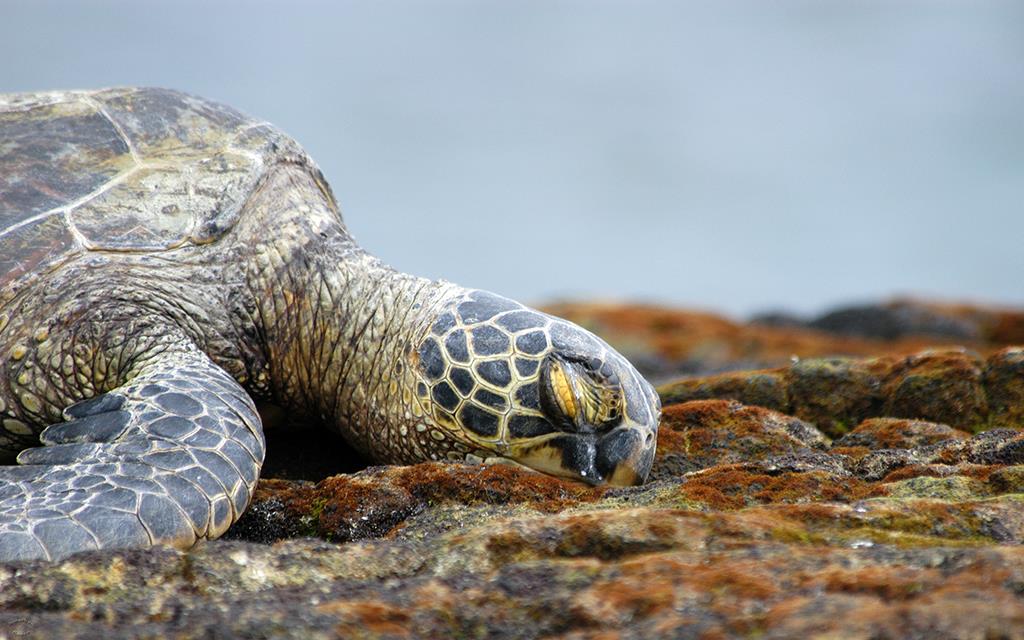 Green Sea Turtle-06