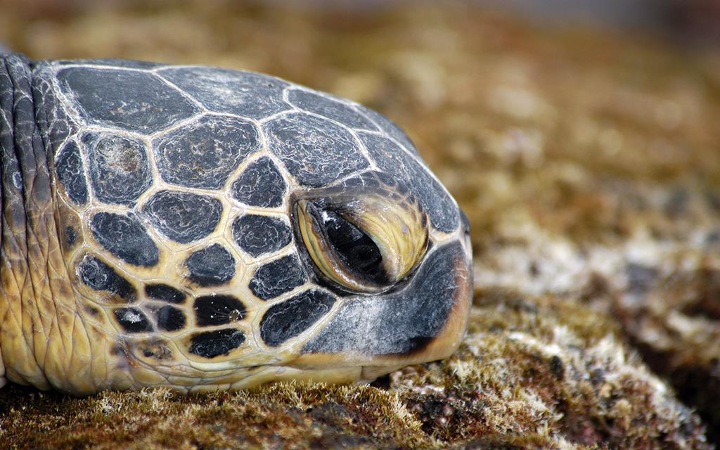 Green Sea Turtle-11