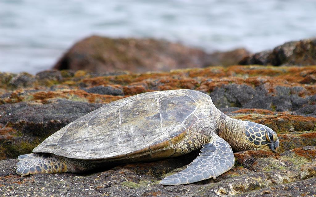 Green Sea Turtle-12