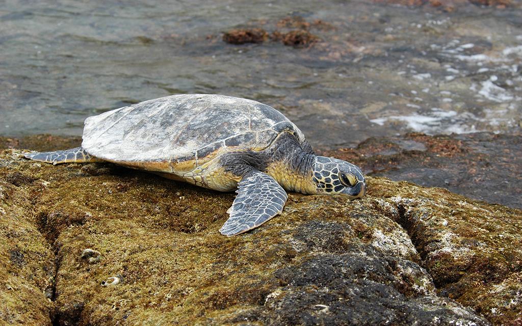 Green Sea Turtle-14