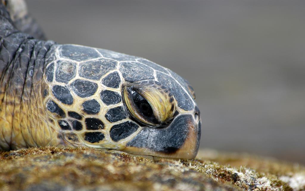 Green Sea Turtle-15