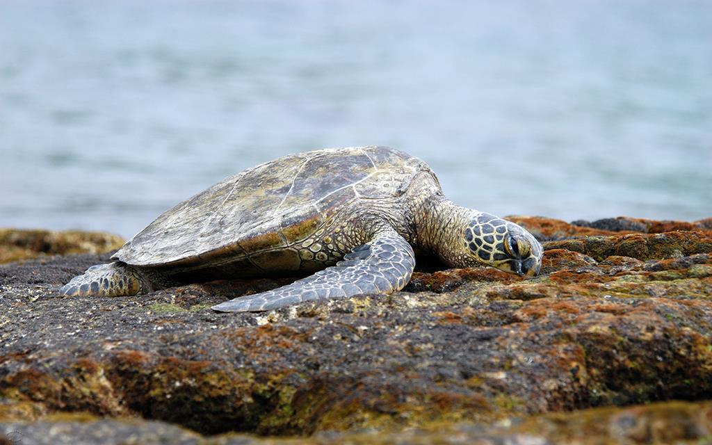 Green Sea Turtle-16