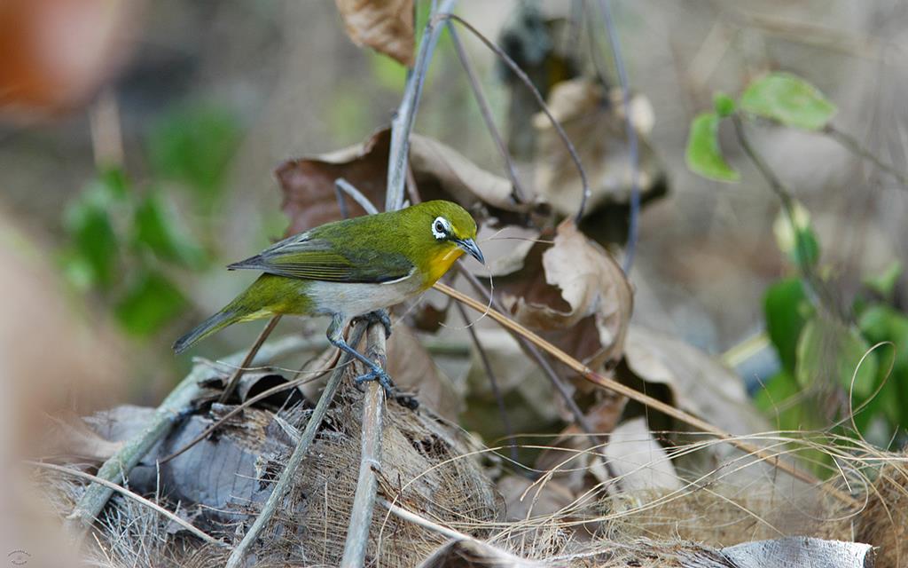 Japanese White Eye