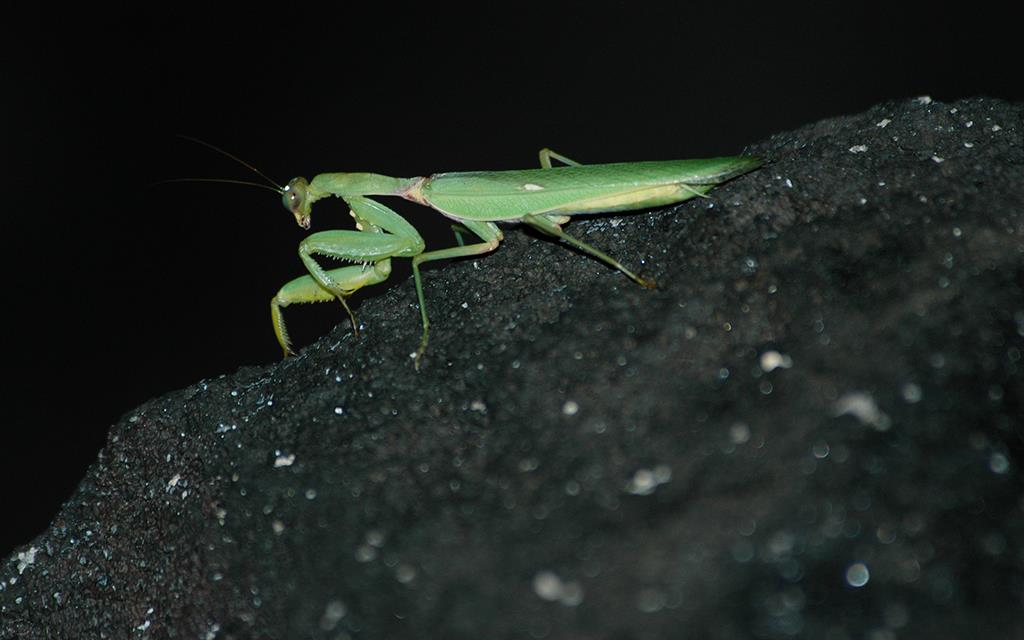 Praying Mantis-01