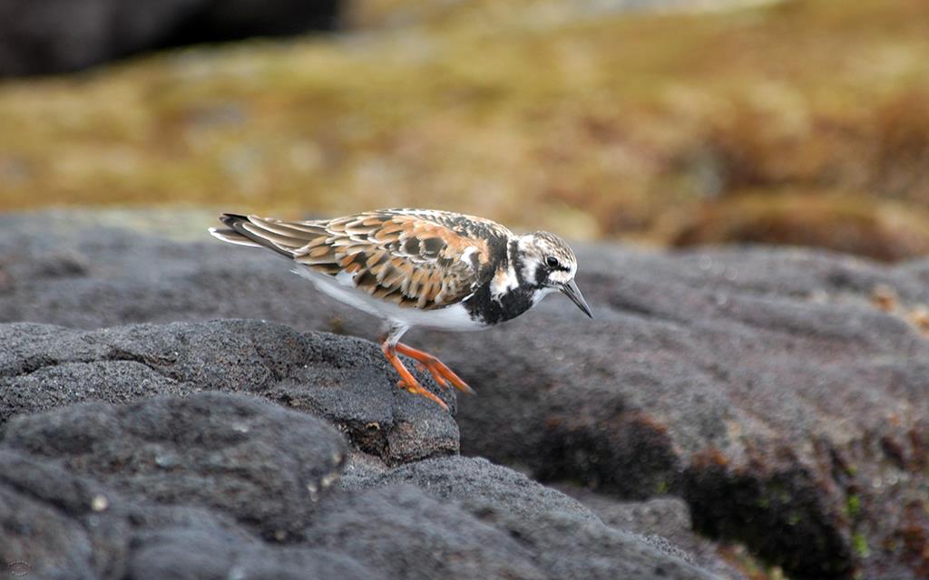 Ruddy Turnstone