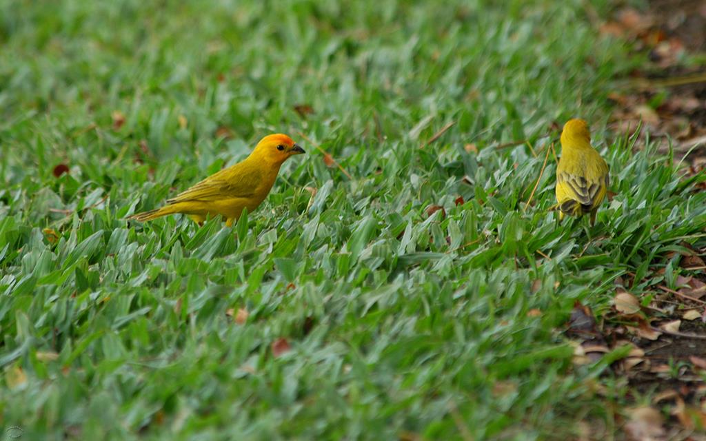 Saffron Finch-01