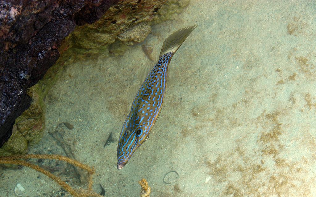 Scrawled Filefish-01