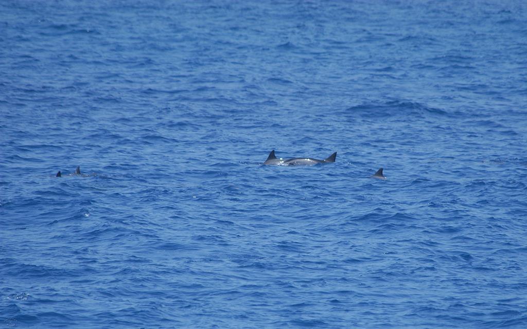 Spinner Dolphins-01