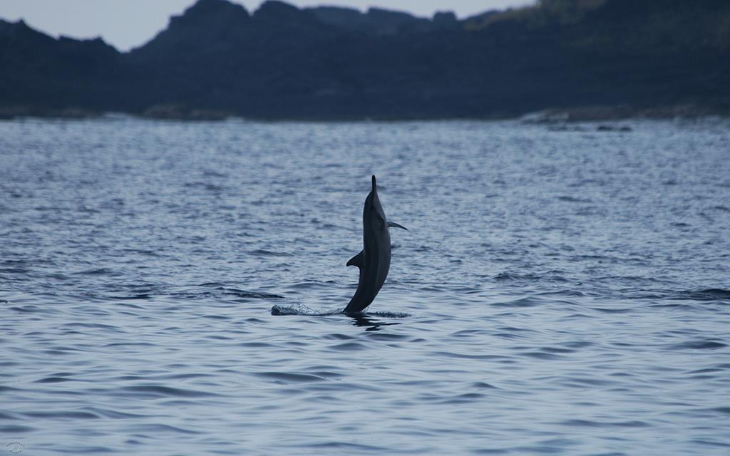 Spinner Dolphins-02