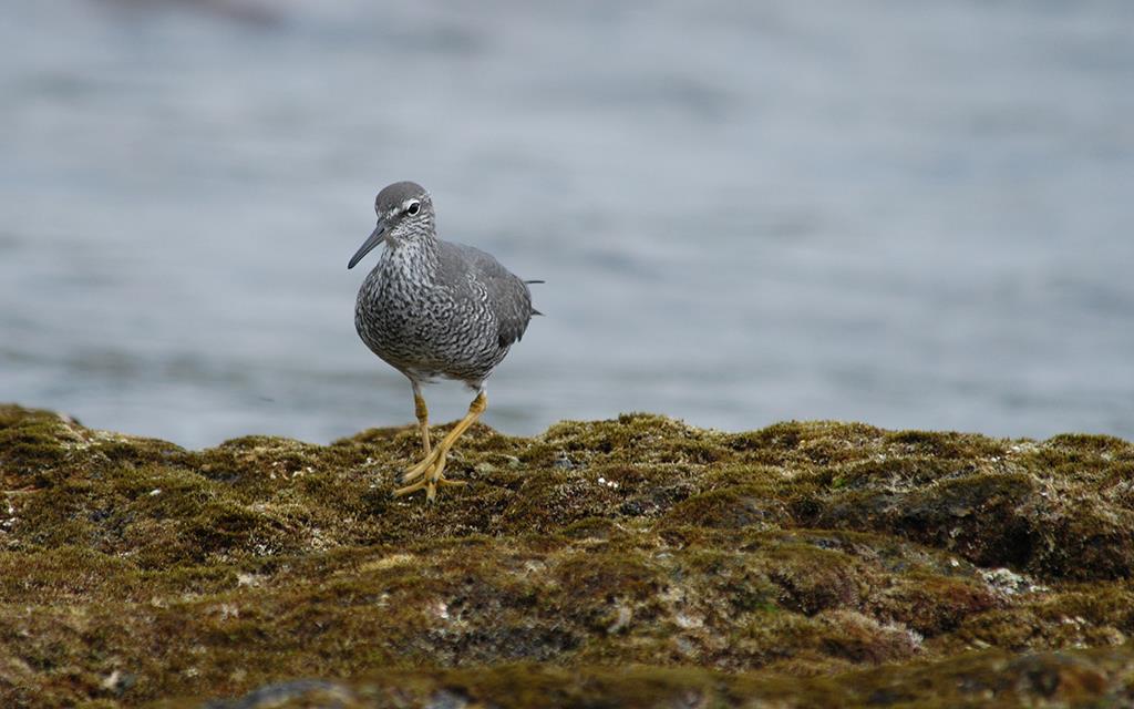 Wandering Tattler-01