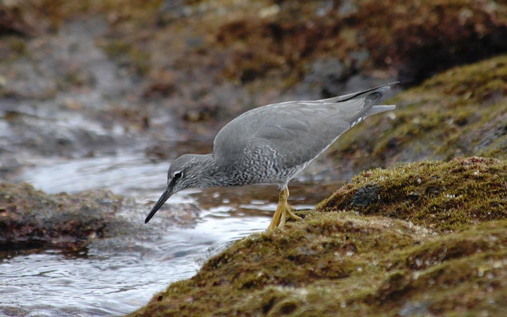 Wandering Tattler-02