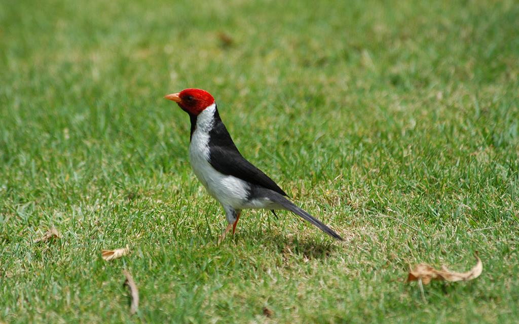 Yellow Billed Cardinal